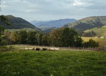 Українські фермери купують та орендують землю у Польщі. Ціни вражають