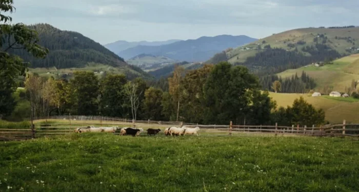 Українські фермери купують та орендують землю у Польщі. Ціни вражають