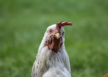 Чому краще не “шукати курку” в магазині в Чехії: українка шокувала перекладом