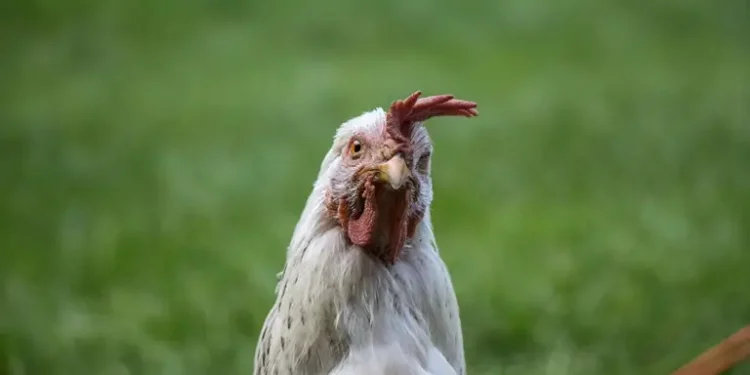 Чому краще не “шукати курку” в магазині в Чехії: українка шокувала перекладом