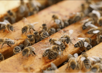 Українці щороку вносять до польської економіки 15 мільярдів злотих