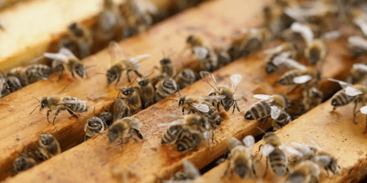 Українці щороку вносять до польської економіки 15 мільярдів злотих