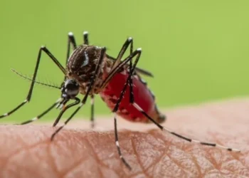 У Британії знайдено комарів, які переносять три види небезпечних вірусів
