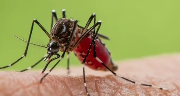 У Британії знайдено комарів, які переносять три види небезпечних вірусів