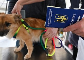 Домашні улюбленці на кордоні: правила ввезення тварин до країн ЄС