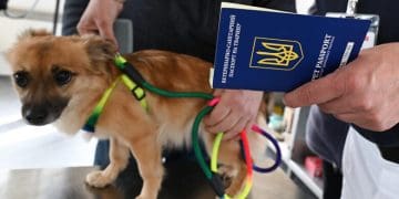 Домашні улюбленці на кордоні: правила ввезення тварин до країн ЄС