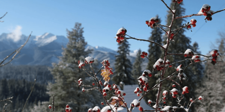 На Польщу насувається снігопад