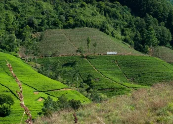 Немає світла та інтернету: українка розкрила несподівані мінуси життя на Шрі-Ланці